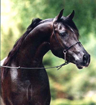 10arabstallion.jpg