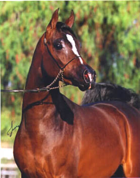 7arabmare.jpg