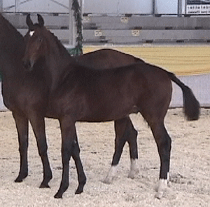 duggyasfoal.gif
