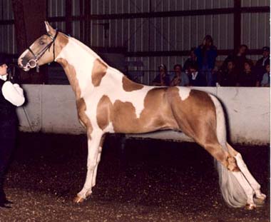 twh.jpg